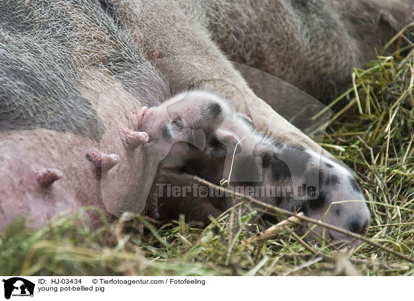 junges Hngebauchschwein / young pot-bellied pig / HJ-03434