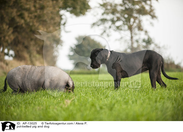 Hngebauchschwein und Hund / pot-bellied pig and dog / AP-13025