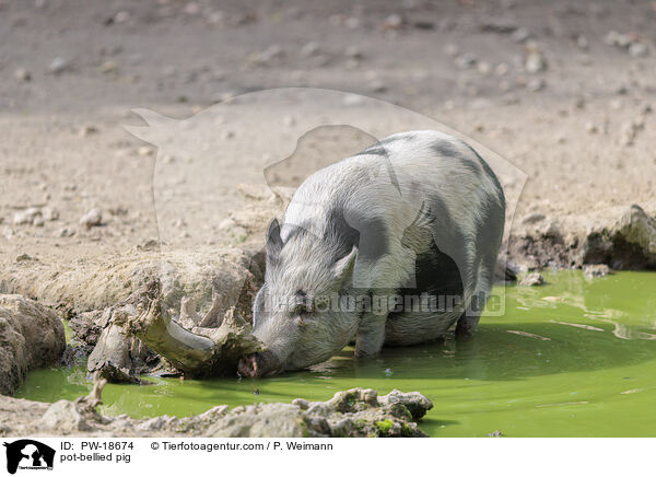 Hngebauchschwein / pot-bellied pig / PW-18674