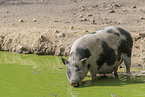 pot-bellied pig