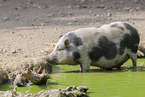 pot-bellied pig