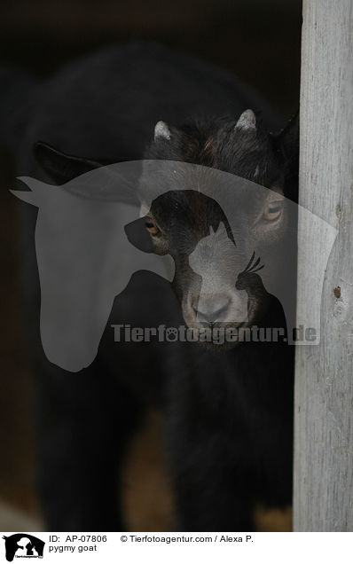 Zwergziege / pygmy goat / AP-07806