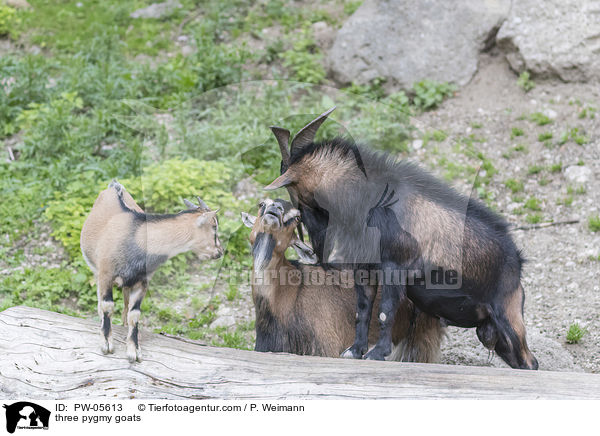 drei Zwergziegen / three pygmy goats / PW-05613