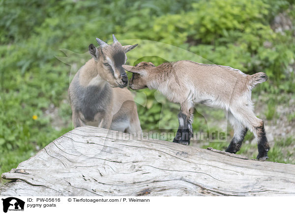 Zwergziegen / pygmy goats / PW-05616