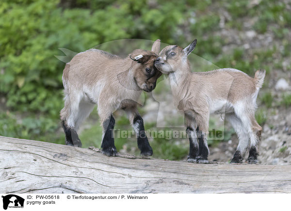 Zwergziegen / pygmy goats / PW-05618