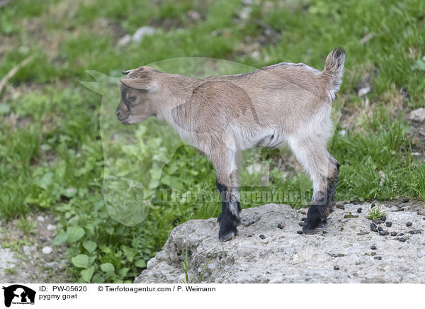 Zwergziege / pygmy goat / PW-05620