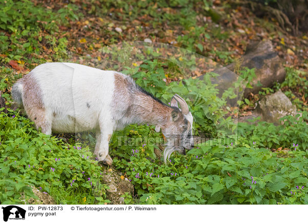 Zwergziege / pygmy goat / PW-12873