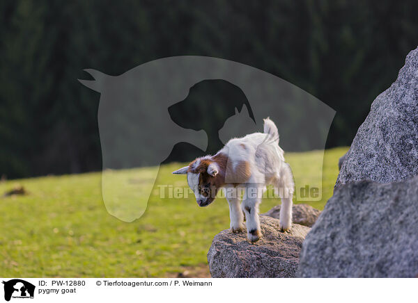 Zwergziege / pygmy goat / PW-12880