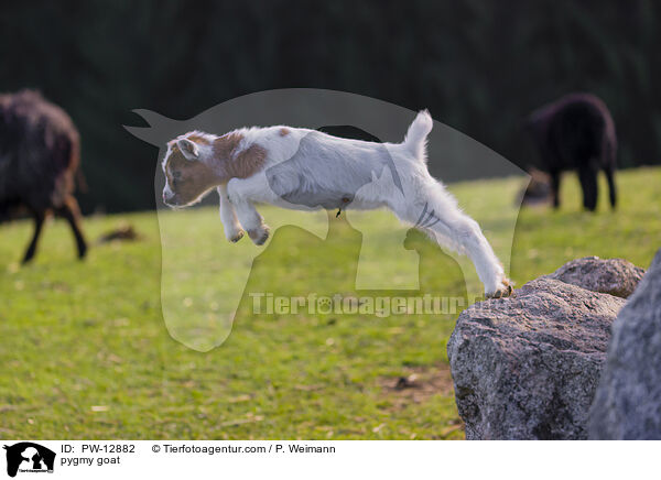 Zwergziege / pygmy goat / PW-12882