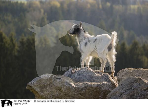 Zwergziege / pygmy goat / PW-12887