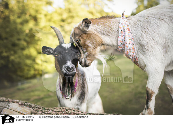 Zwergziegen / pygmy goats / TS-01642