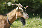 pygmy goat