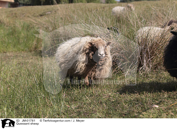 Quessantschaf / Quessant sheep / JM-01781