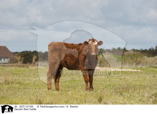 Rotes Dnisches Milchrind / Danish Red Cattle / SST-10156