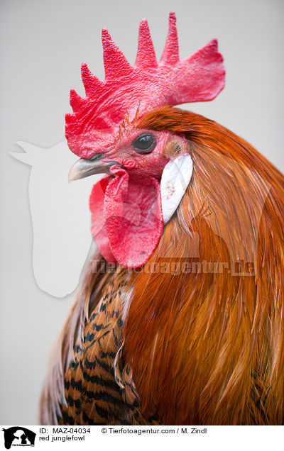 red junglefowl / MAZ-04034