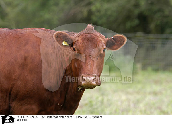 Red Poll / Red Poll / FLPA-02689