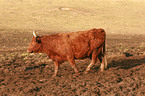 cattle