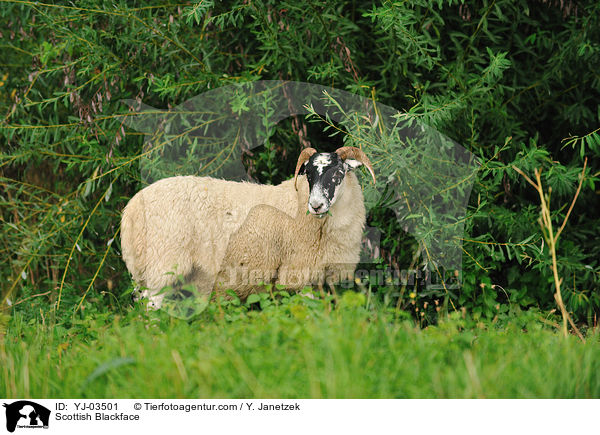 Scottish Blackface / YJ-03501