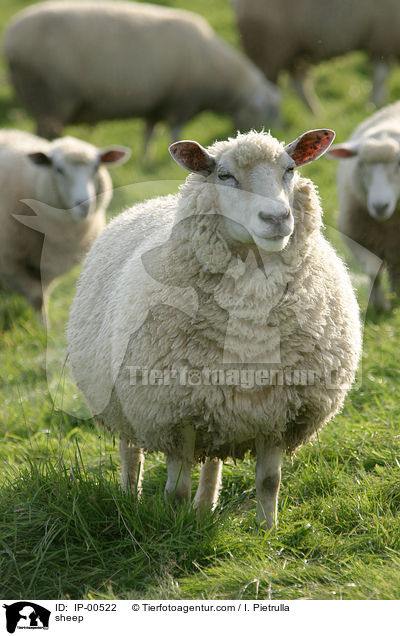 Schaf / sheep / IP-00522