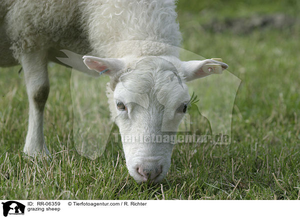 grasendes Schaf / grazing sheep / RR-06359