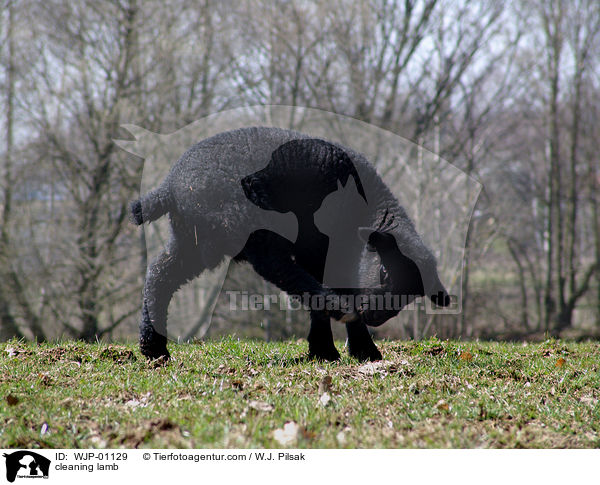 putzendes Lamm / cleaning lamb / WJP-01129