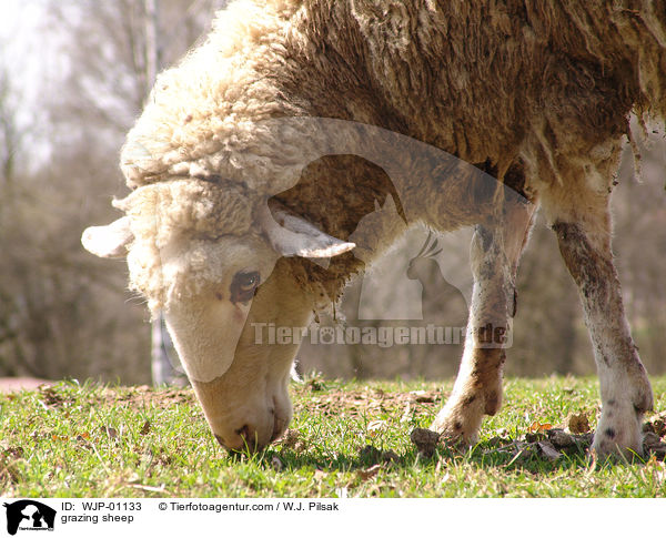 grazing sheep / WJP-01133