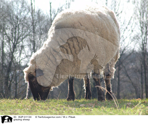 grasendes Schaf / grazing sheep / WJP-01134