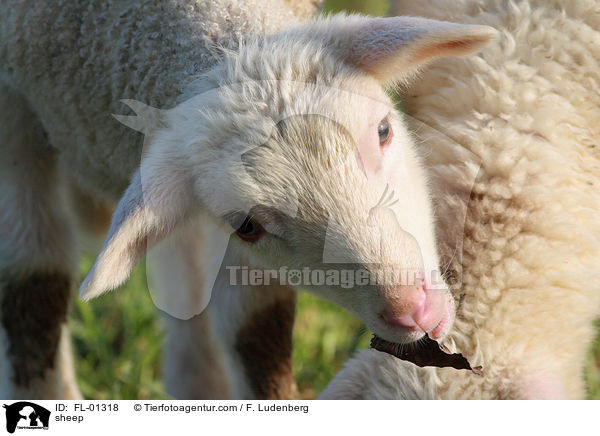 Schaf Portrait / sheep / FL-01318
