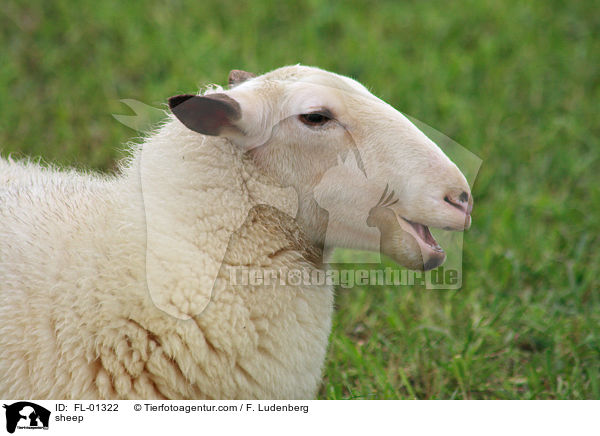 Schaf Portrait / sheep / FL-01322