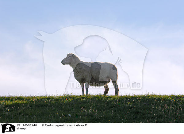 Schaf / sheep / AP-01246