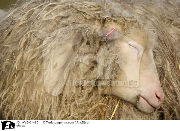 Hausschaf / sheep / AVD-01485