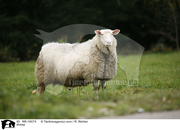 sheep / RR-19074