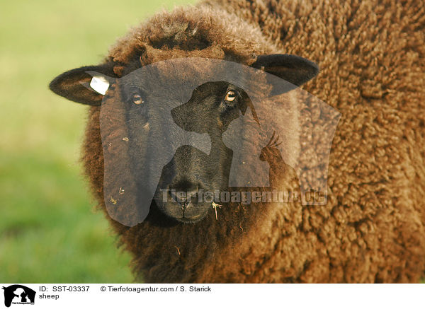 Hausschaf / sheep / SST-03337