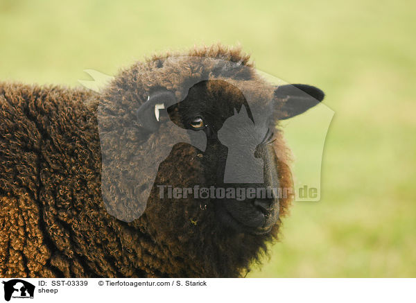 Hausschaf / sheep / SST-03339