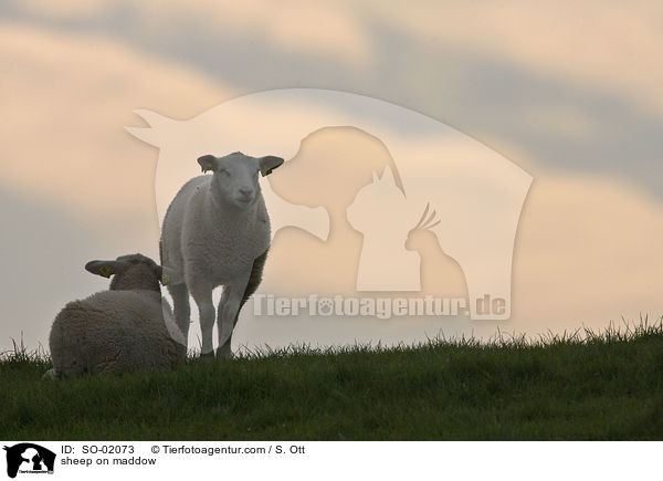 Schafe auf Wiese / sheep on maddow / SO-02073