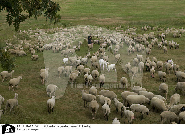 herd of sheeps / THA-01096
