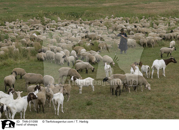 Schafherde / herd of sheeps / THA-01098