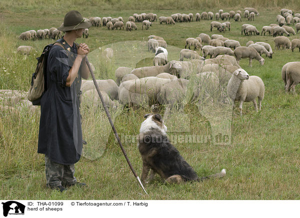 Schafherde / herd of sheeps / THA-01099