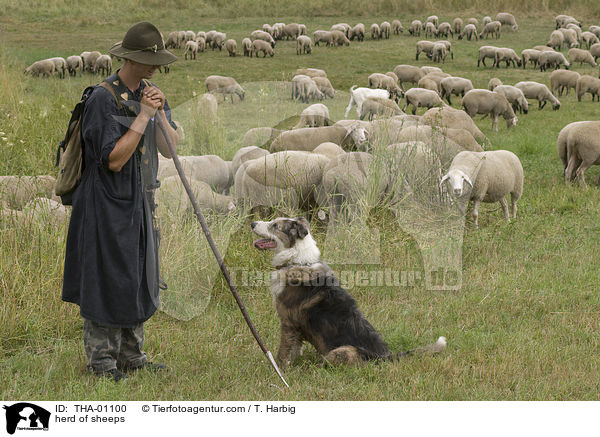 Schafherde / herd of sheeps / THA-01100