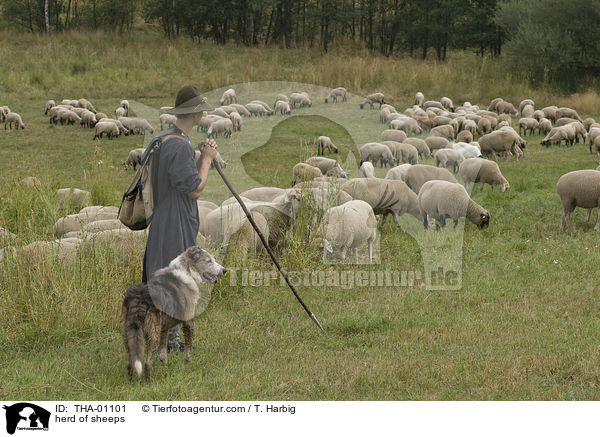 herd of sheeps / THA-01101