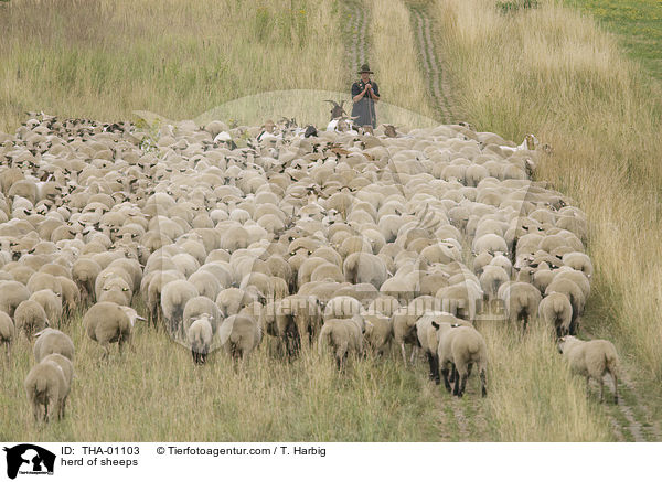 Schafherde / herd of sheeps / THA-01103