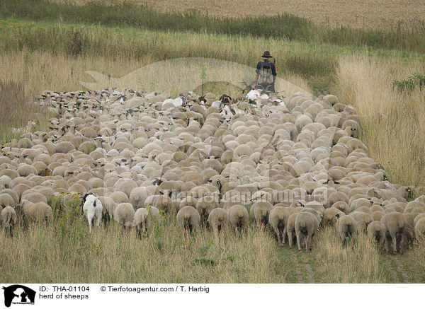 herd of sheeps / THA-01104