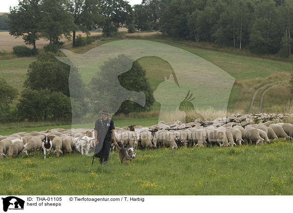 herd of sheeps / THA-01105