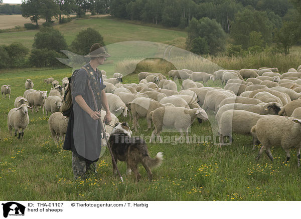 herd of sheeps / THA-01107