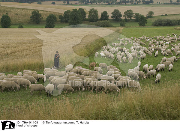 Schafherde / herd of sheeps / THA-01108