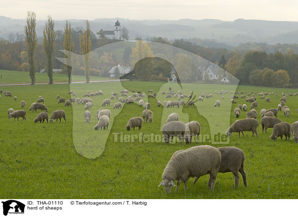 herd of sheeps / THA-01110