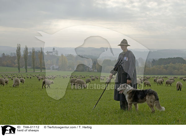 Schafherde / herd of sheeps / THA-01112