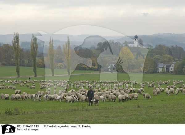 Schafherde / herd of sheeps / THA-01113