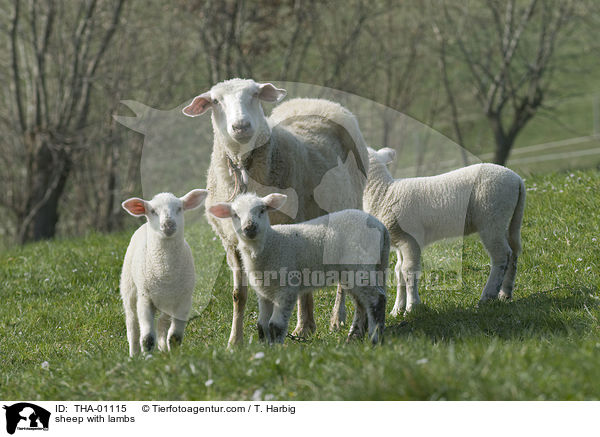 sheep with lambs / THA-01115