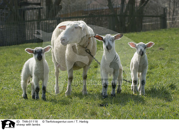 sheep with lambs / THA-01116